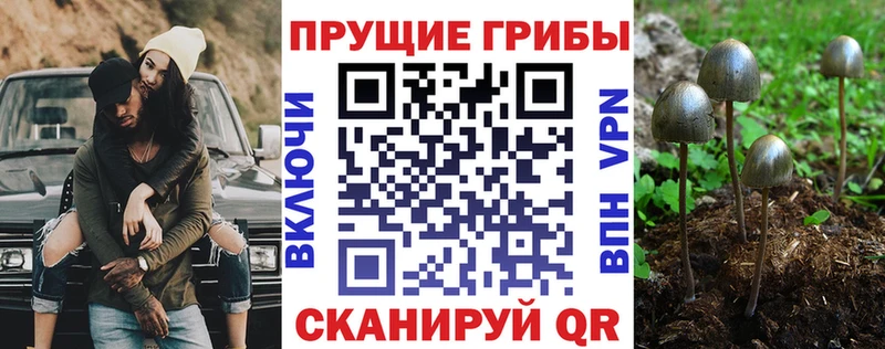 Псилоцибиновые грибы Cubensis  Купить  Ленск 
