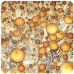 Псилоцибиновые (галлюциногенные)  грибы Psilocybin "Golden Teacher" в Ленске