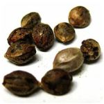 Семена марихуаны АК-47  (Seeds AK-47) в Ленске